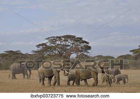 "Herd of African Bush Elephants (Loxodonta africana), Amboseli National Park, Rift Valley Province, Kenya, Africa" View Large Photo Image Stock Photography - "Herd of African Bush Elephants (Loxodonta africana), Amboseli National Park, Rift Valley Province, Kenya, Africa". Fotosearch