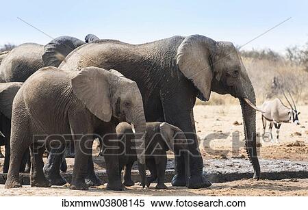 Stock Photography - "Herd of African Bush Elephants (Loxodonta africana) drinking at Tsumcor Waterhole, Etosha National Park, Namibia, Africa". Fotosearch