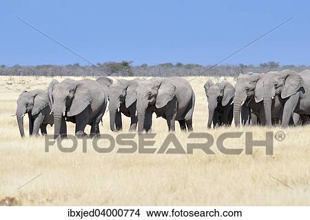 Picture - "Herd of African Elephants (Loxodonta africana), Etosha National Park, Namibia, Africa". Fotosearch