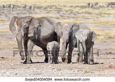 Picture - "Herd of African Elephants (Loxodonta africana), female and young, covered with dried mud, near Newbroni waterhole, Etosha National Park, Namibia, Africa". Fotosearch
