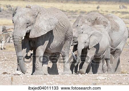 "Herd of African Elephants (Loxodonta africana), covered with mud, Etosha National Park, Namibia, Africa" View Large Photo Image Stock Image - "Herd of African Elephants (Loxodonta africana), covered with mud, Etosha National Park, Namibia, Africa". Fotosearch