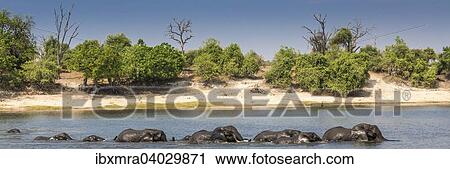 "Herd of African Elephants (Loxodonta africana) crossing a river, panoramic view, Chobe National Park, Chobe River, Botswana, Africa" View Large Photo Image Stock Image - "Herd of African Elephants (Loxodonta africana) crossing a river, panoramic view, Chobe National Park, Chobe River, Botswana, Africa". Fotosearch
