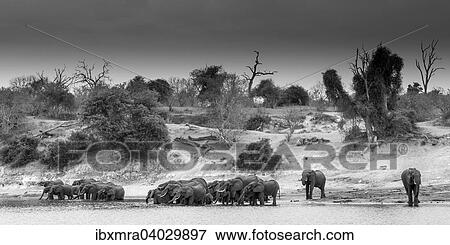 "Herd of African Elephants (Loxodonta africana) standing in the river drinking water, black and white, panoramic view, Chobe National Park, Chobe River, Botswana, Africa" View Large Photo Image Stock Photo - "Herd of African Elephants (Loxodonta africana) standing in the river drinking water, black and white, panoramic view, Chobe National Park, Chobe River, Botswana, Africa". Fotosearch