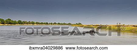 "Herd of African Elephants (Loxodonta africana) swimming across a river, panoramic view, Chobe National Park, Chobe River, Botswana, Africa" View Large Photo Image Stock Photograph - "Herd of African Elephants (Loxodonta africana) swimming across a river, panoramic view, Chobe National Park, Chobe River, Botswana, Africa". Fotosearch