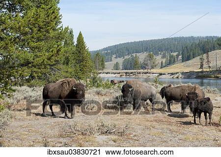 "Herd of American Bison (Bison bison) beside Yellowstone River, Yellowstone National Park, Wyoming, USA" View Large Photo Image Stock Image - "Herd of American Bison (Bison bison) beside Yellowstone River, Yellowstone National Park, Wyoming, USA". Fotosearch