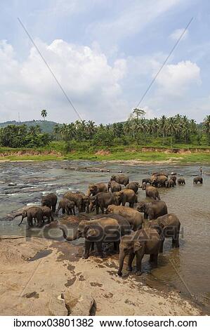 Stock Image - "Herd of Asian elephants (Elephas maximus) from the Pinnawela Elephants Orphanage bathe in the Maha Oya river, Pinnawela, Sri Lanka, Asia". Fotosearch