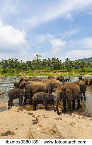 "Herd of Asian elephants (Elephas maximus) from the Pinnawela Elephants Orphanage bathe in the Maha Oya river, Pinnawela, Sri Lanka, Asia" View Large Photo Image Stock Image - "Herd of Asian elephants (Elephas maximus) from the Pinnawela Elephants Orphanage bathe in the Maha Oya river, Pinnawela, Sri Lanka, Asia". Fotosearch