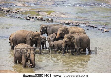 "Herd of Asian elephants (Elephas maximus) from the Pinnawela Elephants Orphanage bathe in the Maha Oya river, Pinnawela, Sri Lanka, Asia" View Large Photo Image Stock Image - "Herd of Asian elephants (Elephas maximus) from the Pinnawela Elephants Orphanage bathe in the Maha Oya river, Pinnawela, Sri Lanka, Asia". Fotosearch