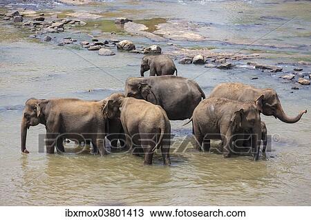 "Herd of Asian elephants (Elephas maximus) from the Pinnawela Elephants Orphanage bathe in the Maha Oya river, Pinnawela, Sri Lanka, Asia" View Large Photo Image Stock Image - "Herd of Asian elephants (Elephas maximus) from the Pinnawela Elephants Orphanage bathe in the Maha Oya river, Pinnawela, Sri Lanka, Asia". Fotosearch