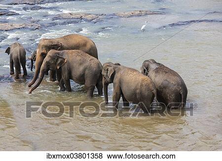 "Herd of Asian elephants (Elephas maximus) from the Pinnawela Elephants Orphanage bathe in the Maha Oya river, Pinnawela, Sri Lanka, Asia" View Large Photo Image Stock Photo - "Herd of Asian elephants (Elephas maximus) from the Pinnawela Elephants Orphanage bathe in the Maha Oya river, Pinnawela, Sri Lanka, Asia". Fotosearch
