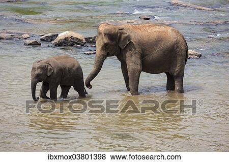 Stock Photo - "Herd of Asian elephants (Elephas maximus) from the Pinnawela Elephants Orphanage bathe in the Maha Oya river, Pinnawela, Sri Lanka, Asia". Fotosearch