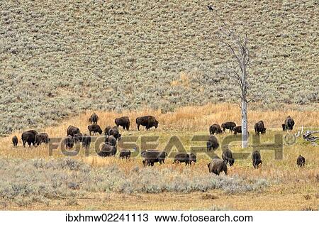 "Herd of bison, American Bison (Bison bison), Lamar Valley, Yellowstone National Park, Wyoming, USA" View Large Photo Image Stock Image - "Herd of bison, American Bison (Bison bison), Lamar Valley, Yellowstone National Park, Wyoming, USA". Fotosearch