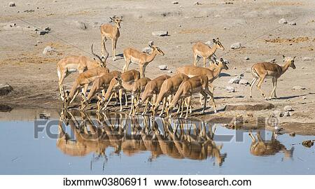 Stock Image - "Herd of Black-faced Impalas (Aepyceros melampus petersi) drinking, Chudop water hole, Etosha National Park, Namibia, Africa". Fotosearch