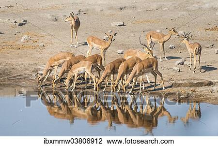 "Herd of Black-faced Impalas (Aepyceros melampus petersi) drinking, Chudop water hole, Etosha National Park, Namibia, Africa" View Large Photo Image Stock Image - "Herd of Black-faced Impalas (Aepyceros melampus petersi) drinking, Chudop water hole, Etosha National Park, Namibia, Africa". Fotosearch