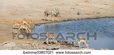 Stock Image - "Herd of Black-faced Impalas (Aepyceros melampus petersi) and greater kudu (Tragelaphus strepsiceros) drinking, Chudop water hole, Etosha National Park, Namibia, Africa". Fotosearch