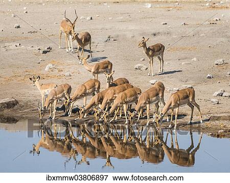 Stock Photo - "Herd of Black-faced Impalas (Aepyceros melampus petersi) drinking, Chudop water hole, Etosha National Park, Namibia, Africa". Fotosearch