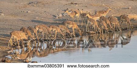 "Herd of Black Nose Impalas (Aepyceros melampus petersi) drinking at water, Chudop waterhole, Etosha National Park, Namibia, Africa" View Large Photo Image Stock Image - "Herd of Black Nose Impalas (Aepyceros melampus petersi) drinking at water, Chudop waterhole, Etosha National Park, Namibia, Africa". Fotosearch