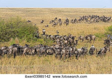 Stock Image - "Herd of Blue Wildebeest (Connochaetes taurinus), Maasai Mara National Reserve, Kenya, Africa". Fotosearch