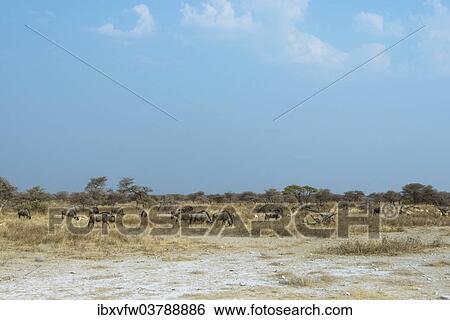 "Herd of Blue Wildebeest (Connochaetes taurinus), Etosha National Park, Namibia, Africa" View Large Photo Image Stock Photograph - "Herd of Blue Wildebeest (Connochaetes taurinus), Etosha National Park, Namibia, Africa". Fotosearch