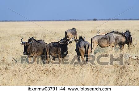"Herd of Blue Wildebeest on prairie grass (Connochaetes taurinus), Etosha National Park, Namibia, Africa" View Large Photo Image Picture - "Herd of Blue Wildebeest on prairie grass (Connochaetes taurinus), Etosha National Park, Namibia, Africa". Fotosearch