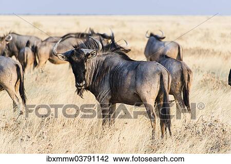 "Herd of Blue Wildebeest on prairie grass (Connochaetes taurinus), Etosha National Park, Namibia, Africa" View Large Photo Image Stock Image - "Herd of Blue Wildebeest on prairie grass (Connochaetes taurinus), Etosha National Park, Namibia, Africa". Fotosearch