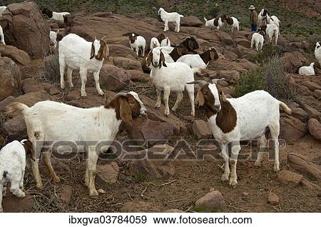 Stock Photo - "Herd of Boer Goats, near Kuboes, Richtersveld, Northern Cape Province, South Africa, Africa". Fotosearch