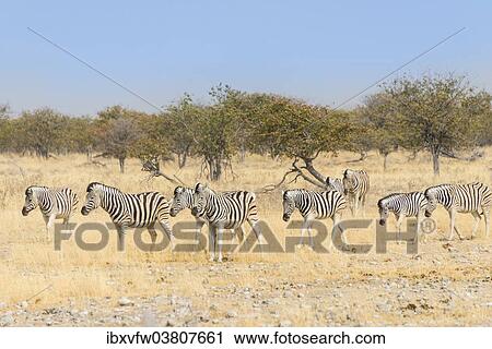 "Herd of Burchell-Zebras (Equus burchellii), Etosha National Park, Namibia, Africa" View Large Photo Image Stock Image - "Herd of Burchell-Zebras (Equus burchellii), Etosha National Park, Namibia, Africa". Fotosearch