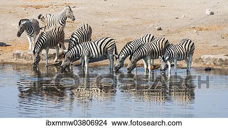 "Herd of Burchell's Zebras (Equus burchellii) drinking, Chudop water hole, Etosha National Park, Namibia, Africa" View Large Photo Image Picture - "Herd of Burchell's Zebras (Equus burchellii) drinking, Chudop water hole, Etosha National Park, Namibia, Africa". Fotosearch