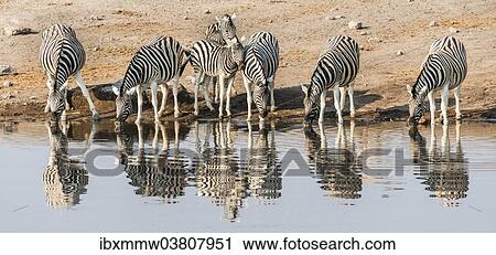 "Herd of Burchell's Zebras (Equus quagga burchellii) drinking at water, Chudop water hole, Etosha National Park, Namibia, Africa" View Large Photo Image Stock Image - "Herd of Burchell's Zebras (Equus quagga burchellii) drinking at water, Chudop water hole, Etosha National Park, Namibia, Africa". Fotosearch