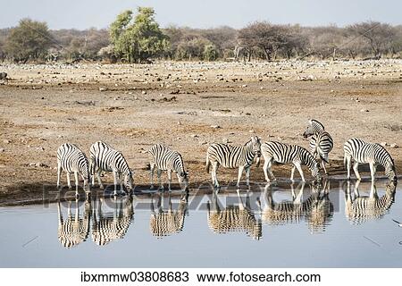 "Herd of Burchell's Zebras (Equus quagga burchellii) reflected in the water while drinking, Chudop water hole, Etosha National Park, Namibia, Africa" View Large Photo Image Stock Image - "Herd of Burchell's Zebras (Equus quagga burchellii) reflected in the water while drinking, Chudop water hole, Etosha National Park, Namibia, Africa". Fotosearch