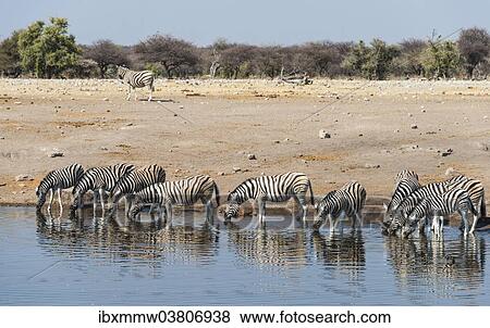 Stock Photo - "Herd of Burchell's Zebras (Equus burchellii) drinking, Chudop water hole, Etosha National Park, Namibia, Africa". Fotosearch