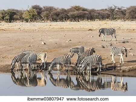 Stock Photo - "Herd of Burchell's Zebras (Equus quagga burchellii) drinking at water, Chudop water hole, Etosha National Park, Namibia, Africa". Fotosearch