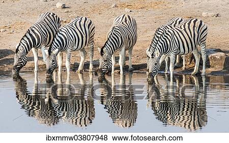 Stock Photo - "Herd of Burchell's Zebras (Equus quagga burchellii) drinking at water, Chudop water hole, Etosha National Park, Namibia, Africa". Fotosearch