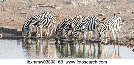 "Herd of Burchell's Zebras (Equus quagga burchellii) drinking at water, Chudop water hole, Etosha National Park, Namibia, Africa" View Large Photo Image Stock Photo - "Herd of Burchell's Zebras (Equus quagga burchellii) drinking at water, Chudop water hole, Etosha National Park, Namibia, Africa". Fotosearch