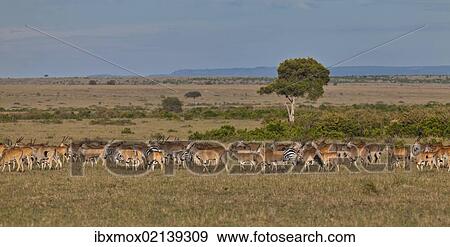 "Herd of Eland Antilopes (Taurotragus oryx), Zebra (Equus quagga) and Blue Wildebeest (Connochaetes taurinus), Masai Mara National Reserve, Kenya, East Africa, Africa, PublicGround, Africa" View Large Photo Image Stock Photo - "Herd of Eland Antilopes (Taurotragus oryx), Zebra (Equus quagga) and Blue Wildebeest (Connochaetes taurinus), Masai Mara National Reserve, Kenya, East Africa, Africa, PublicGround, Africa". Fotosearch