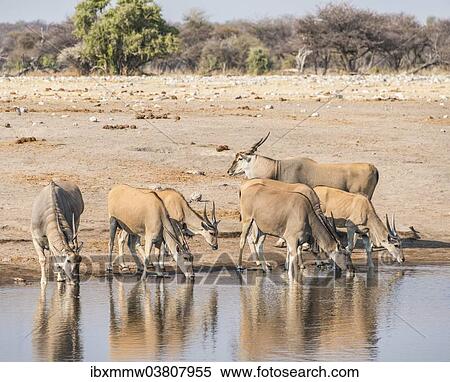 "Herd of Elands (Taurotragus oryx) drinking, Chudop water hole, Etosha National Park, Namibia, Africa" View Large Photo Image Stock Photography - "Herd of Elands (Taurotragus oryx) drinking, Chudop water hole, Etosha National Park, Namibia, Africa". Fotosearch