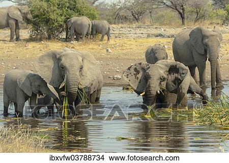 "Herd of elephants standing in the water drinking, African Elephants (Loxodonta africana), Koinachas waterhole, Etosha National Park, Namibia, Africa" View Large Photo Image Picture - "Herd of elephants standing in the water drinking, African Elephants (Loxodonta africana), Koinachas waterhole, Etosha National Park, Namibia, Africa". Fotosearch