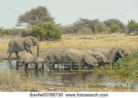 "Herd of elephants standing in the water drinking, African Elephants (Loxodonta africana), Koinachas waterhole, Etosha National Park, Namibia, Africa" View Large Photo Image Stock Image - "Herd of elephants standing in the water drinking, African Elephants (Loxodonta africana), Koinachas waterhole, Etosha National Park, Namibia, Africa". Fotosearch