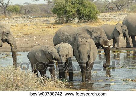"Herd of elephants standing in the water drinking, African Elephants (Loxodonta africana), Koinachas waterhole, Etosha National Park, Namibia, Africa" View Large Photo Image Stock Image - "Herd of elephants standing in the water drinking, African Elephants (Loxodonta africana), Koinachas waterhole, Etosha National Park, Namibia, Africa". Fotosearch