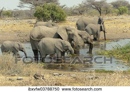 "Herd of elephants standing in the water drinking, African Elephants (Loxodonta africana), Koinachas waterhole, Etosha National Park, Namibia, Africa" View Large Photo Image Stock Image - "Herd of elephants standing in the water drinking, African Elephants (Loxodonta africana), Koinachas waterhole, Etosha National Park, Namibia, Africa". Fotosearch