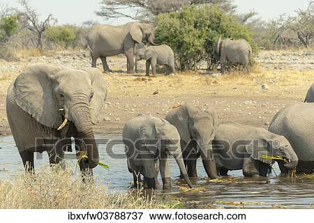 "Herd of elephants standing in the water drinking, African Elephants (Loxodonta africana), Koinachas waterhole, Etosha National Park, Namibia, Africa" View Large Photo Image Stock Photo - "Herd of elephants standing in the water drinking, African Elephants (Loxodonta africana), Koinachas waterhole, Etosha National Park, Namibia, Africa". Fotosearch