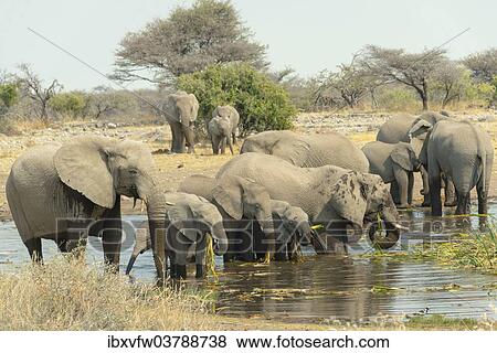 "Herd of elephants standing in the water drinking and feeding, African Elephants (Loxodonta africana), Koinachas waterhole, Etosha National Park, Namibia, Africa" View Large Photo Image Stock Photo - "Herd of elephants standing in the water drinking and feeding, African Elephants (Loxodonta africana), Koinachas waterhole, Etosha National Park, Namibia, Africa". Fotosearch