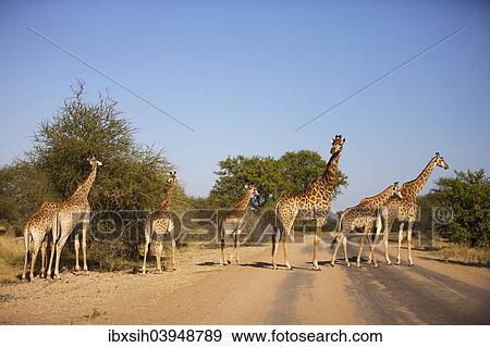 Stock Photo - "Herd of giraffes (Giraffa camelopardalis) with young, Kruger National Park, South Africa, Africa". Fotosearch