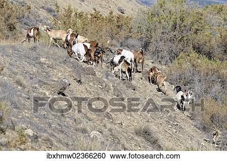 Stock Image - "Herd of goats in the Adobe Buttes, George Creek Road, Eckert near Cedaredge, Colorado, USA". Fotosearch