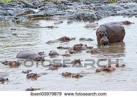 "Herd of Hippopotamuses (Hippopotamus amphibius), Serengeti, Tanzania, Africa" View Large Photo Image Stock Photo - "Herd of Hippopotamuses (Hippopotamus amphibius), Serengeti, Tanzania, Africa". Fotosearch