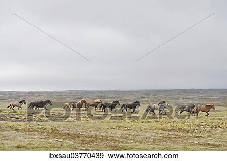"Herd of Icelandic horses galloping across barren land, tundra, near Hveravelir, Kjolur, Highlands, Iceland, Europe" View Large Photo Image Stock Photo - "Herd of Icelandic horses galloping across barren land, tundra, near Hveravelir, Kjolur, Highlands, Iceland, Europe". Fotosearch
