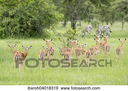 Stock Photo - "Herd of Impalas (Aepyceros melampus), zebras at the back, Lake Mburo National Park, Uganda, Africa". Fotosearch
