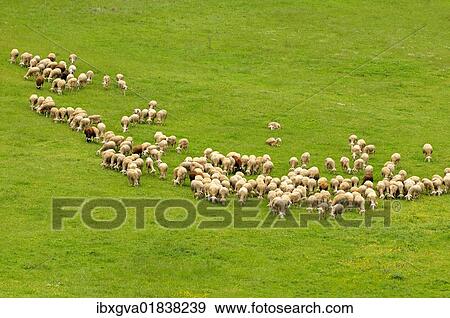 Stock Photo - "Herd of Lacaune dairy sheep, Roquefort region, France, Europe". Fotosearch