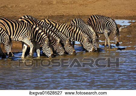 "Herd of Plains Zebra (Equus burchelli) at a water hole, Madikwe Game Reserve, South Africa, Africa" View Large Photo Image Stock Photo - "Herd of Plains Zebra (Equus burchelli) at a water hole, Madikwe Game Reserve, South Africa, Africa". Fotosearch