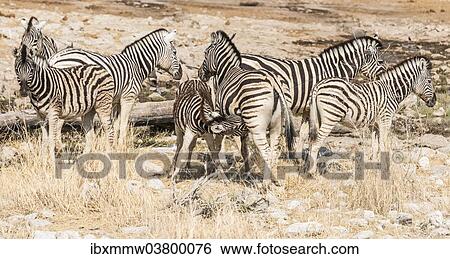 Stock Photograph - "Herd of Plains Zebras or Burchell's Zebras (Equus burchellii), Etosha National Park, Namibia, Africa". Fotosearch